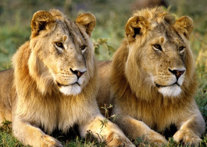 Male lion facts : Fascinating Facts About Male and Female Lions