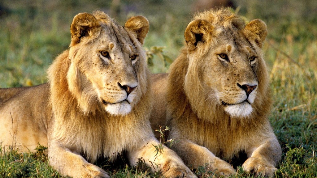 Male lion facts : Fascinating Facts About Male and Female Lions
